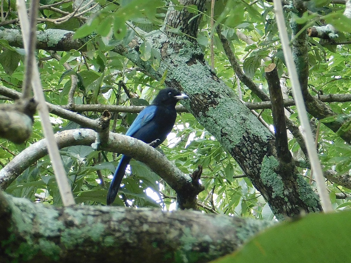 Bushy-crested Jay - ML623654679