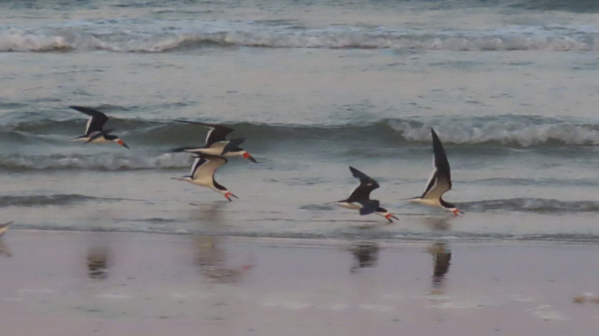 Black Skimmer - ML623654691