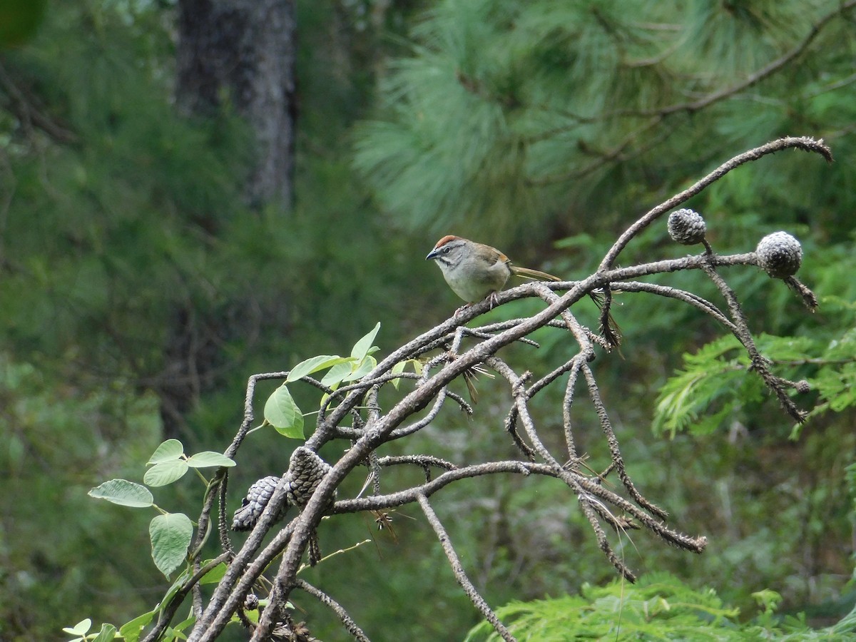 Rusty Sparrow - ML623654692