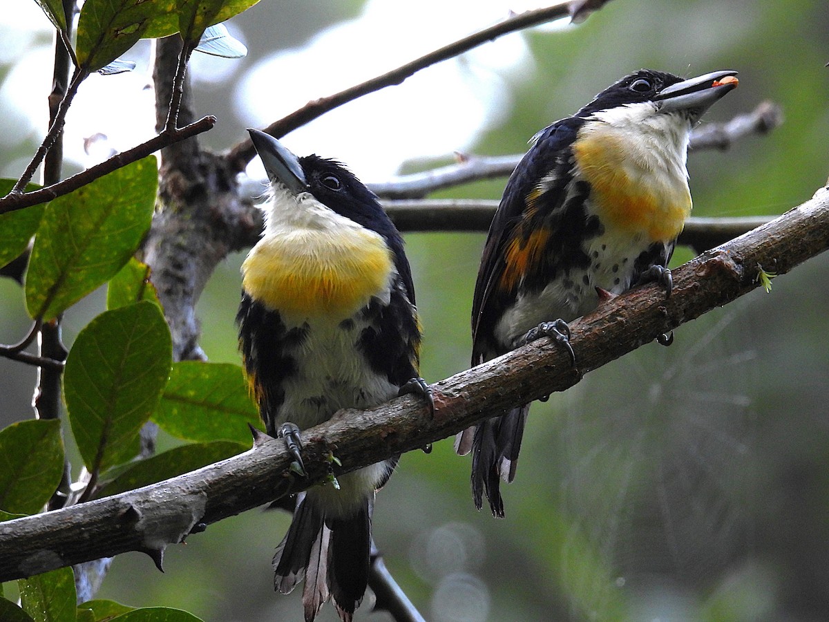 Spot-crowned Barbet - ML623654695