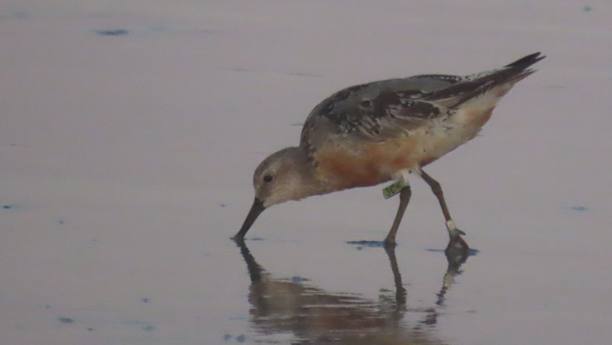 Red Knot - Andrew Orgill