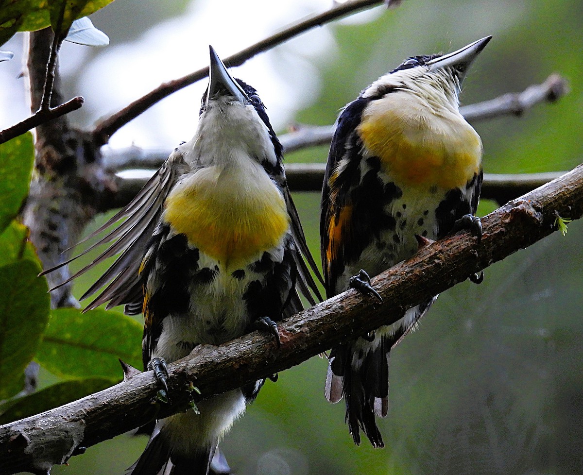 Spot-crowned Barbet - ML623654720