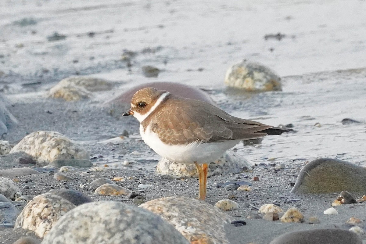 Semipalmated Plover - ML623654728