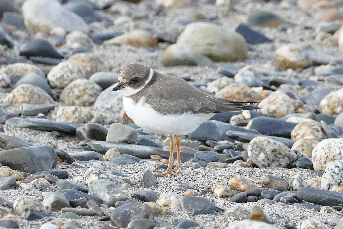 Semipalmated Plover - ML623654729