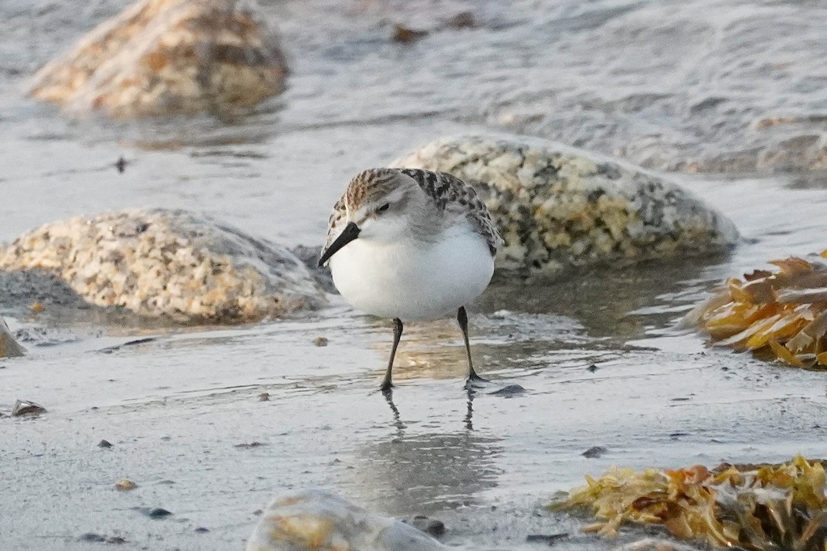 Semipalmated Sandpiper - ML623654752