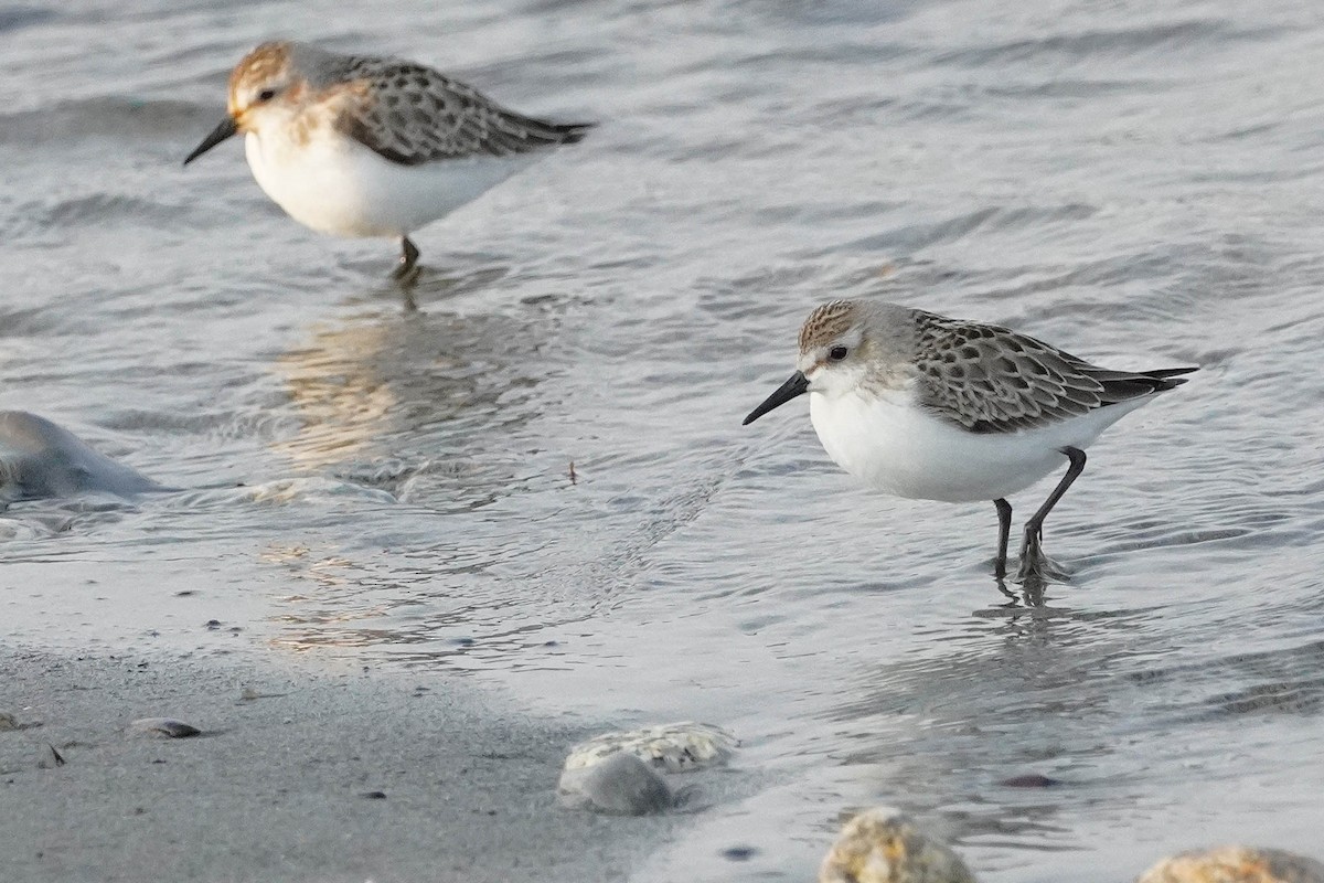 Semipalmated Sandpiper - ML623654753