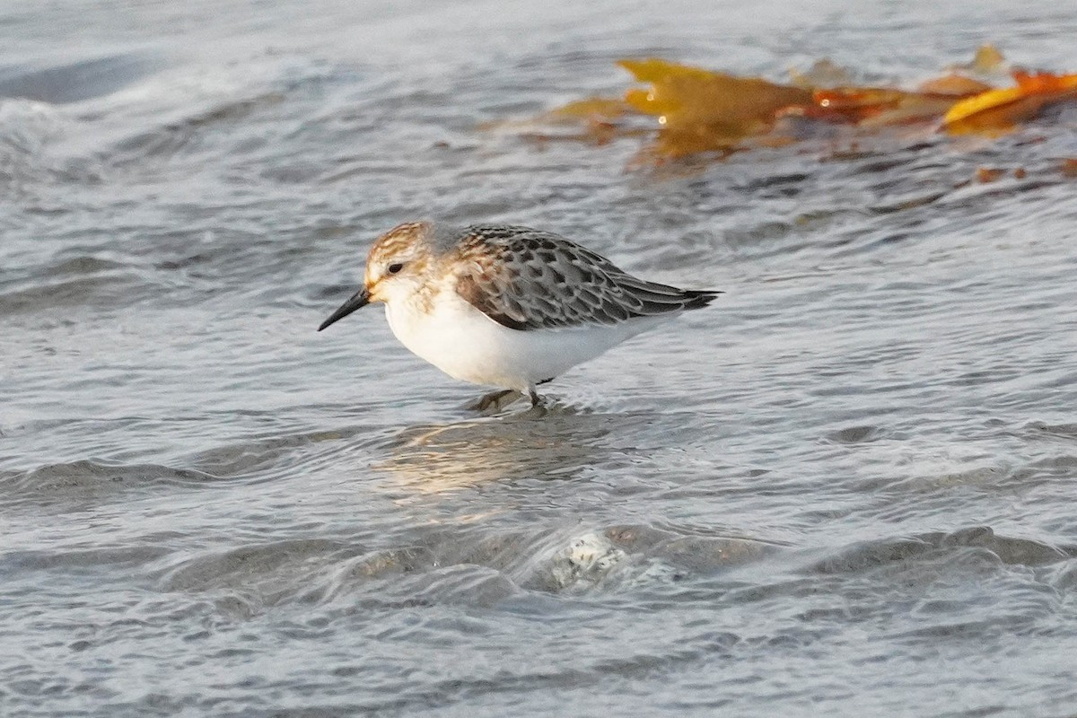 Semipalmated Sandpiper - ML623654754