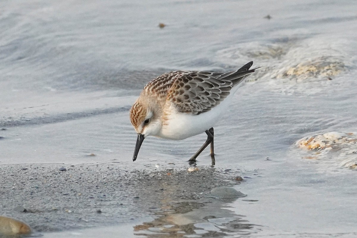 Least Sandpiper - ML623654755