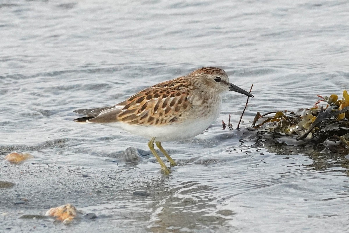 Least Sandpiper - ML623654756