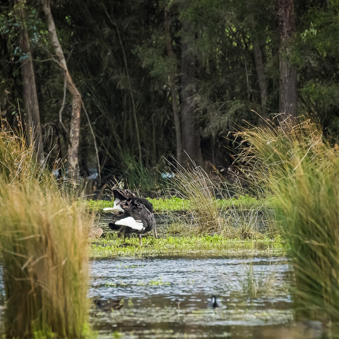 Black Swan - ML623654762