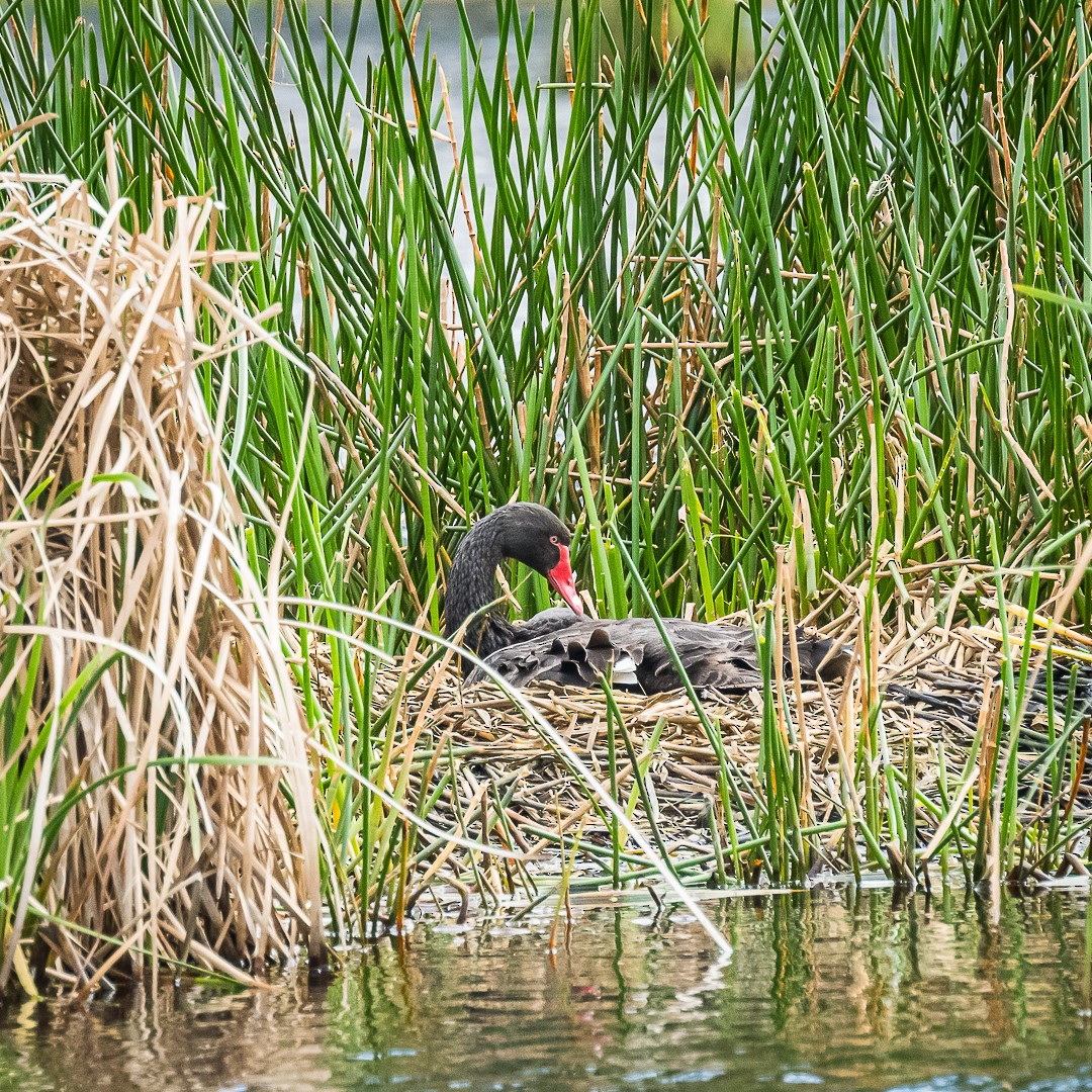 Black Swan - ML623654763