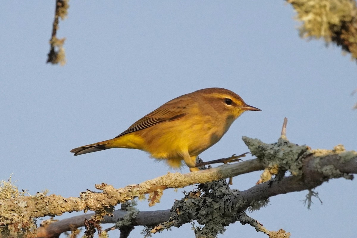 Palm Warbler - ML623654764