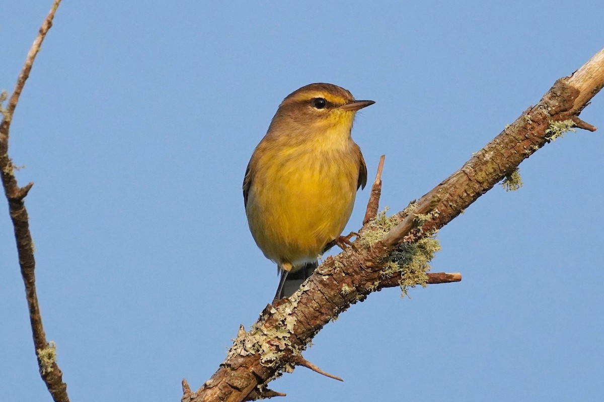 Palm Warbler - ML623654765