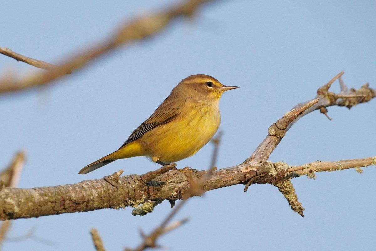 Palm Warbler - ML623654766