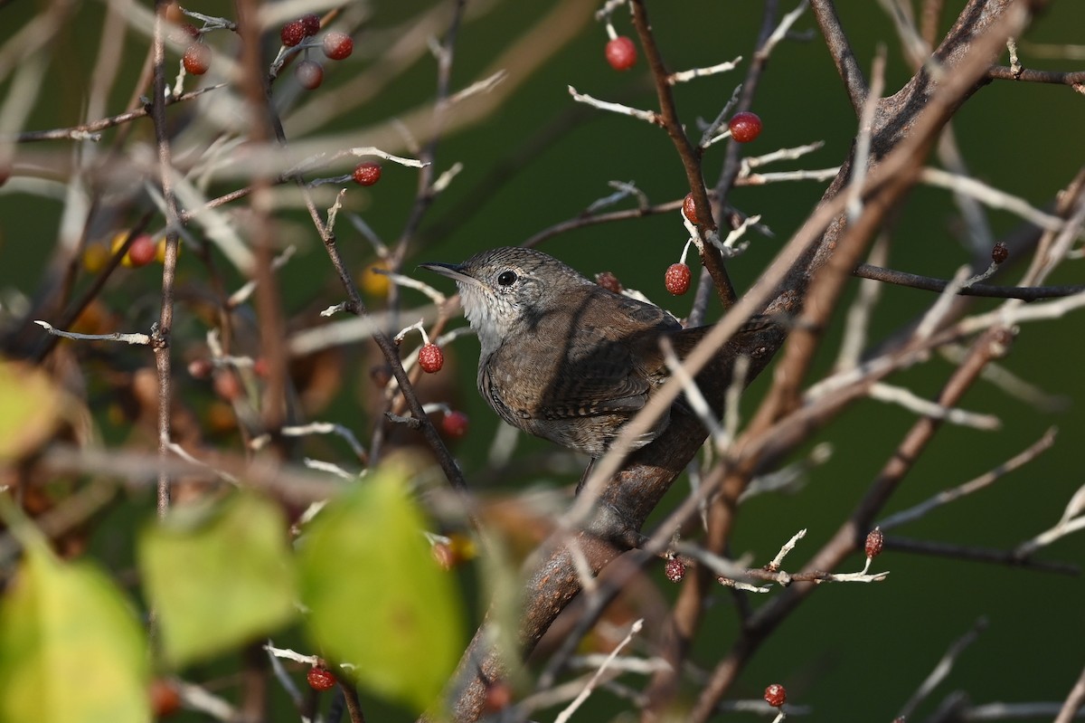 Chochín Criollo (grupo aedon) - ML623654778