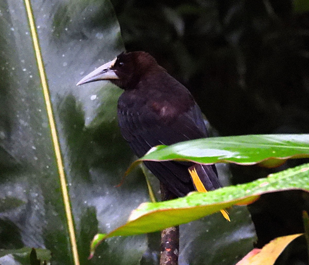 Crested Oropendola - ML623654785