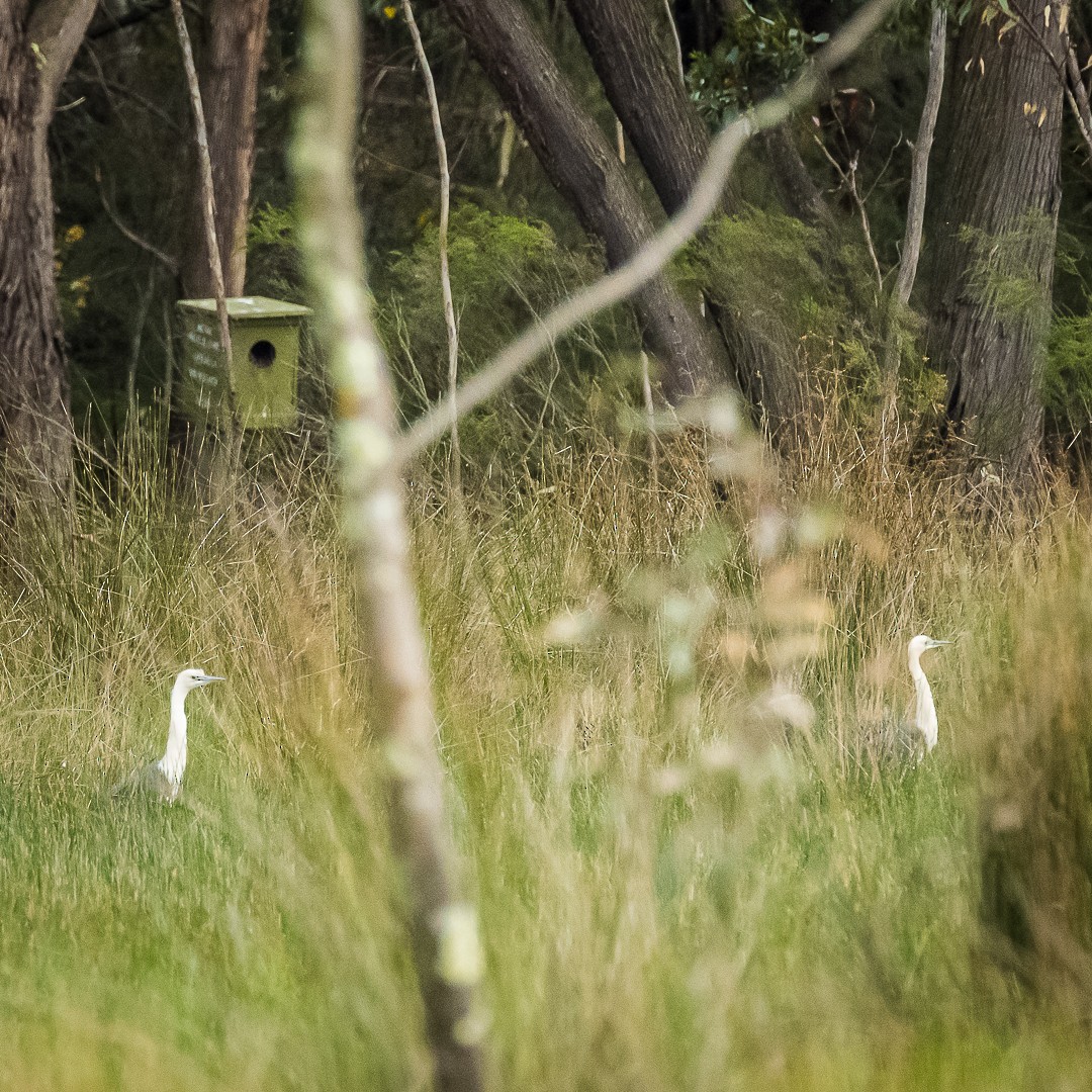 Pacific Heron - ML623654787