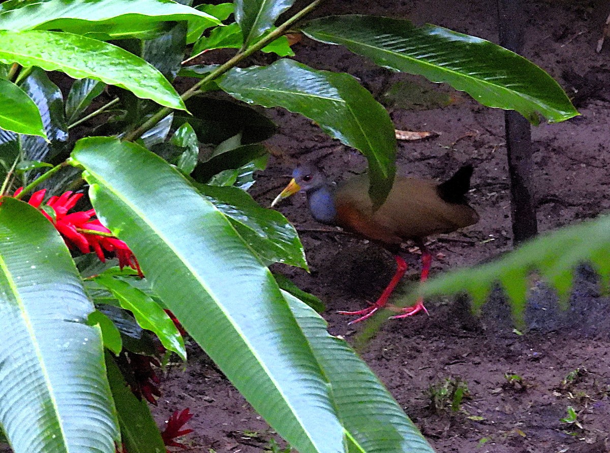 Gray-cowled Wood-Rail - Karen Carbiener