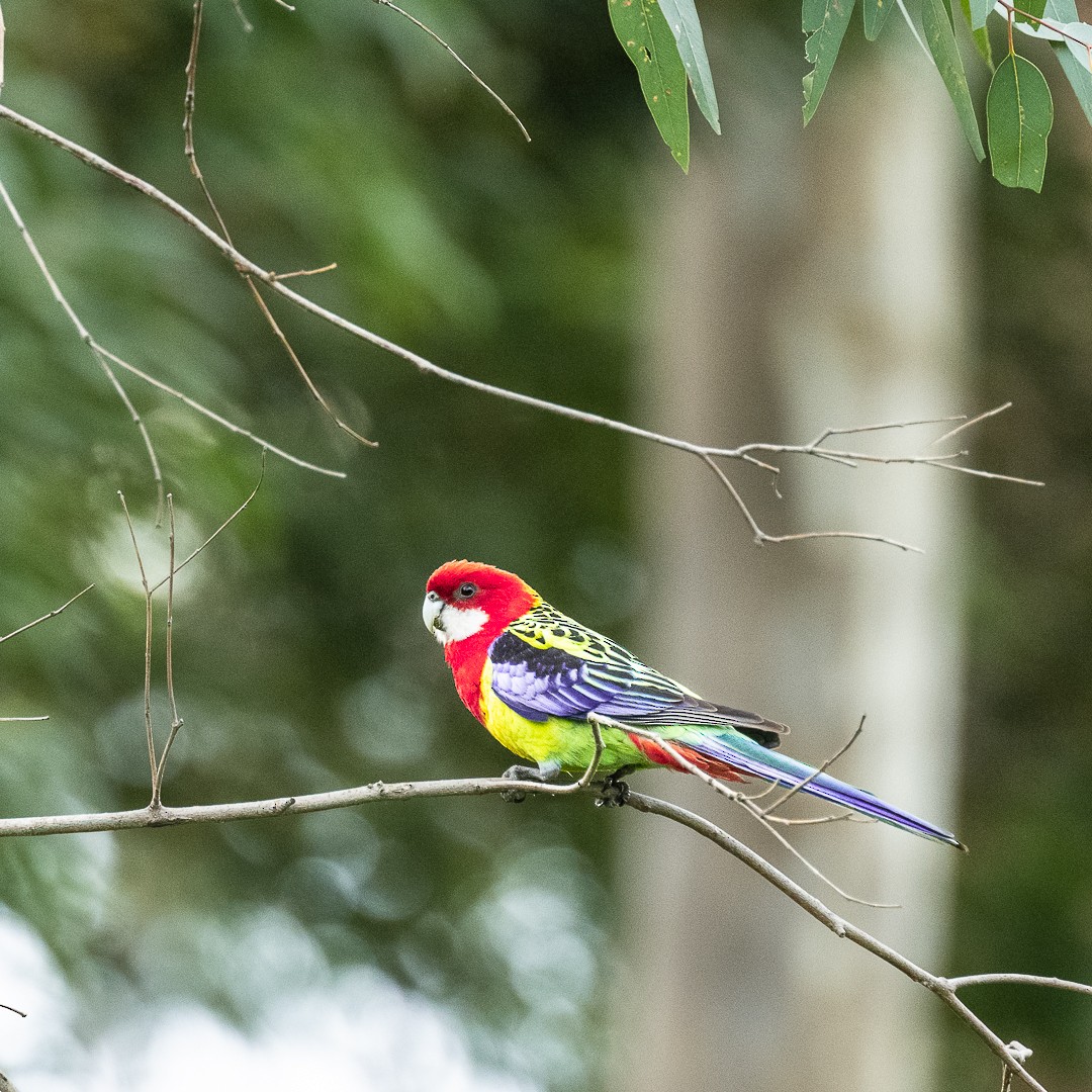 Eastern Rosella - ML623654837