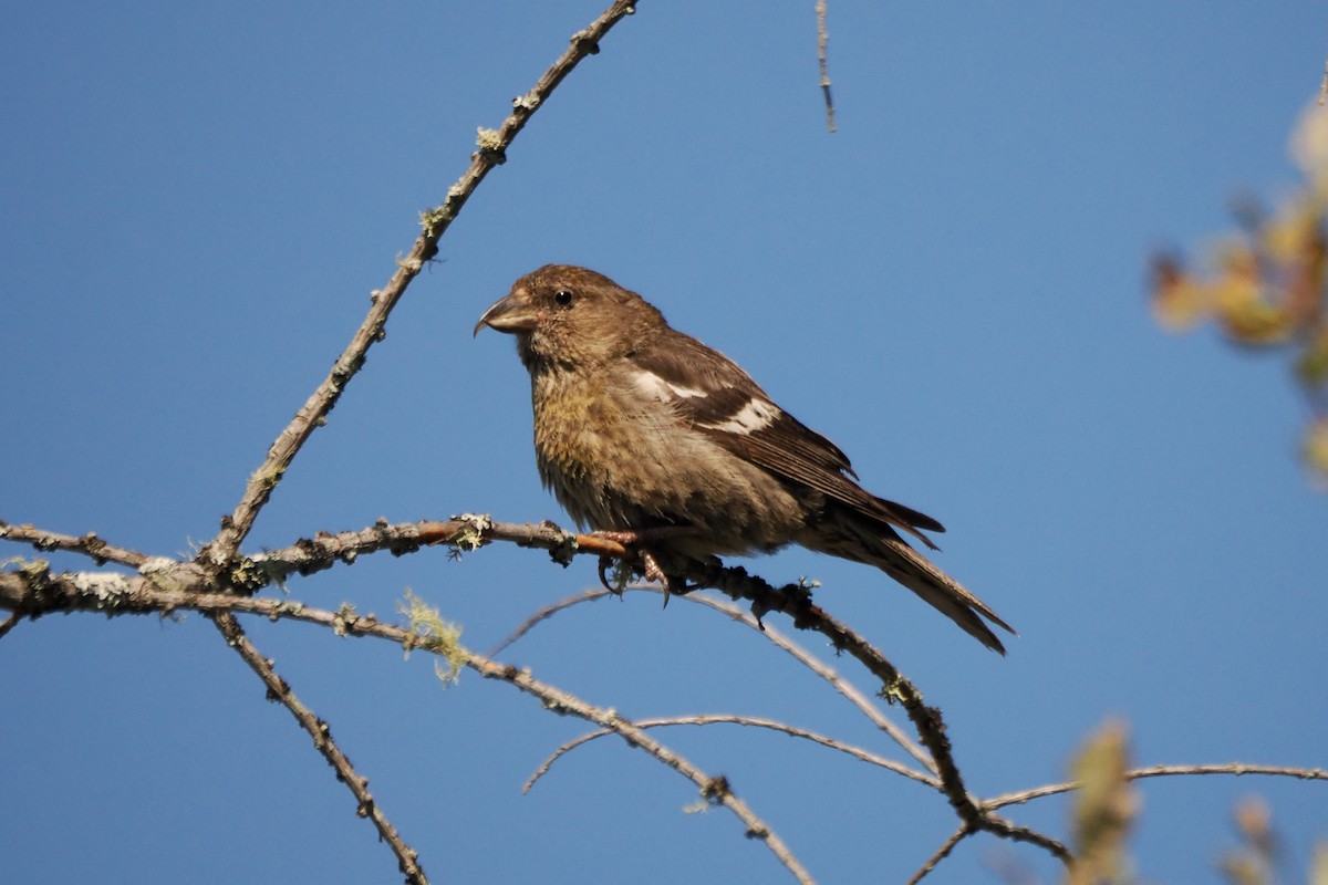 White-winged Crossbill - ML623654854