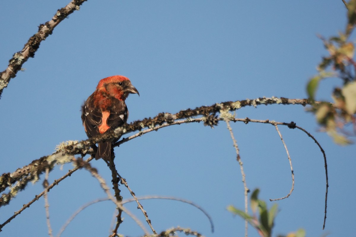 White-winged Crossbill - ML623654856