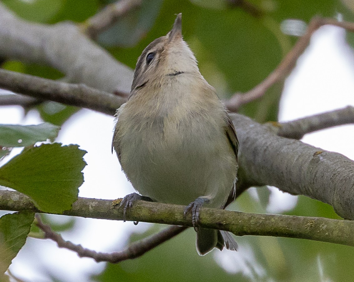 Warbling Vireo - ML623654874