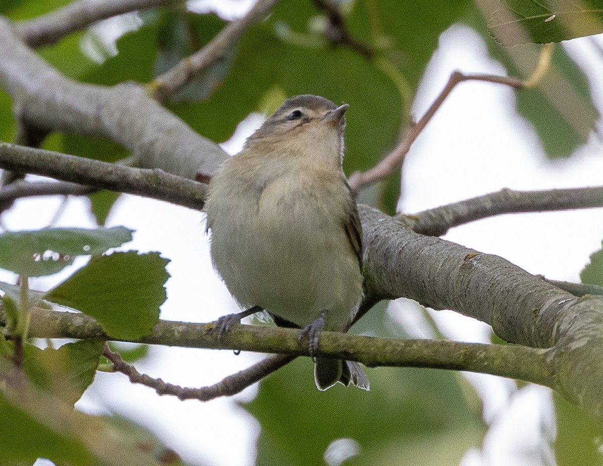 Warbling Vireo - Greg Harrington