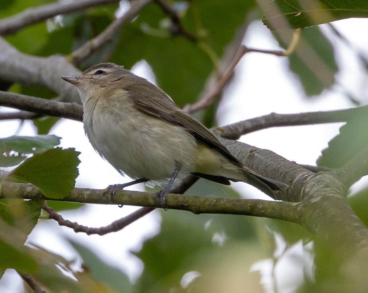 Warbling Vireo - ML623654878