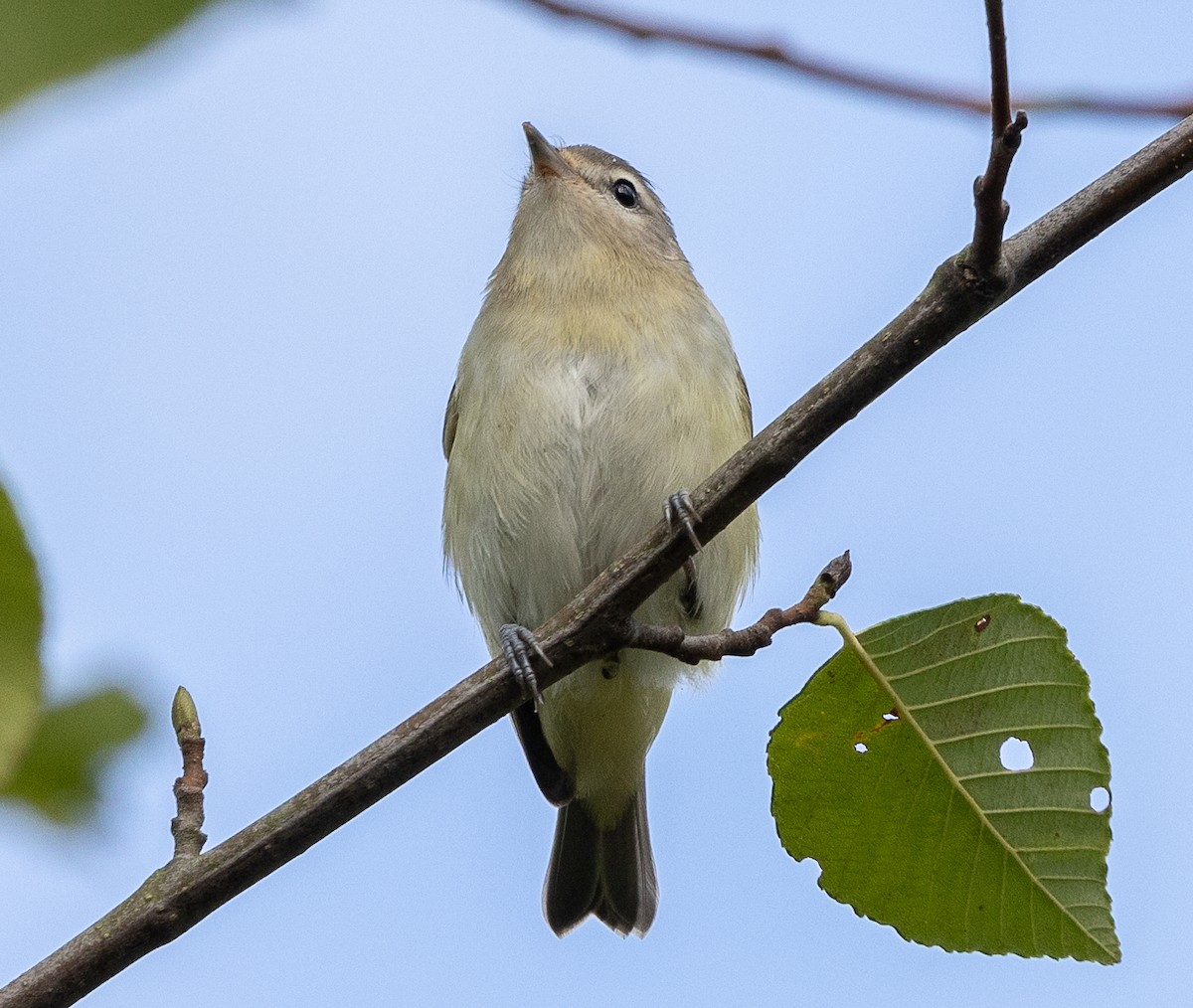 Warbling Vireo - ML623654879