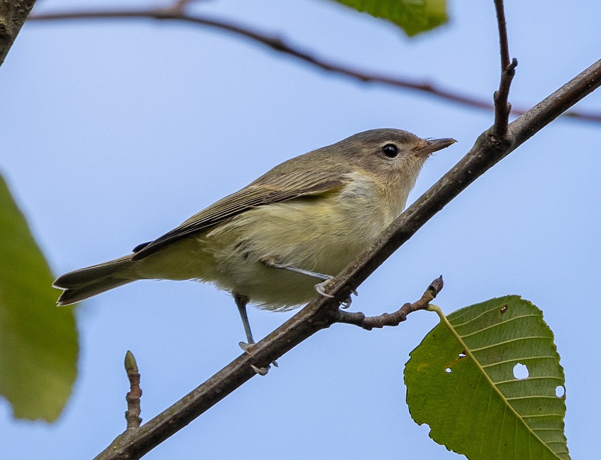 Vireo Gorjeador - ML623654880