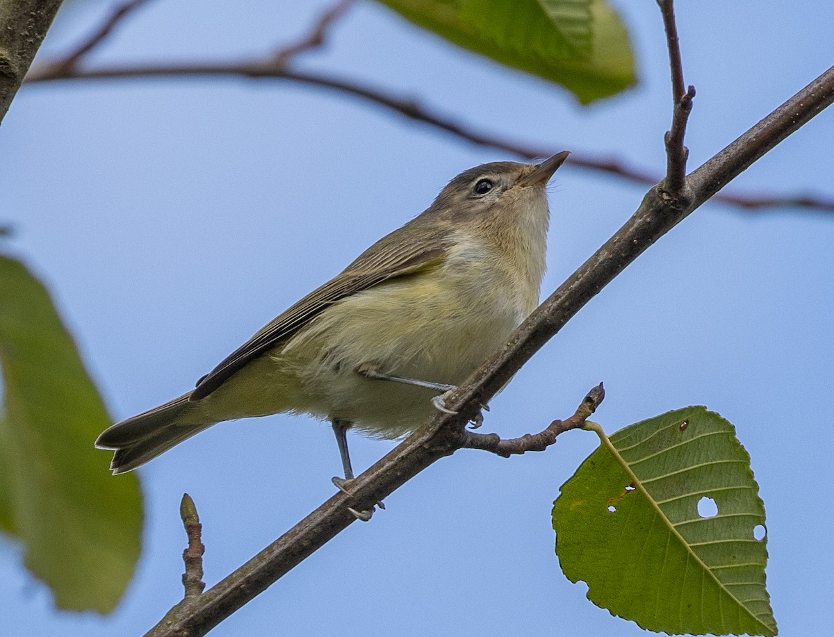 Warbling Vireo - ML623654881