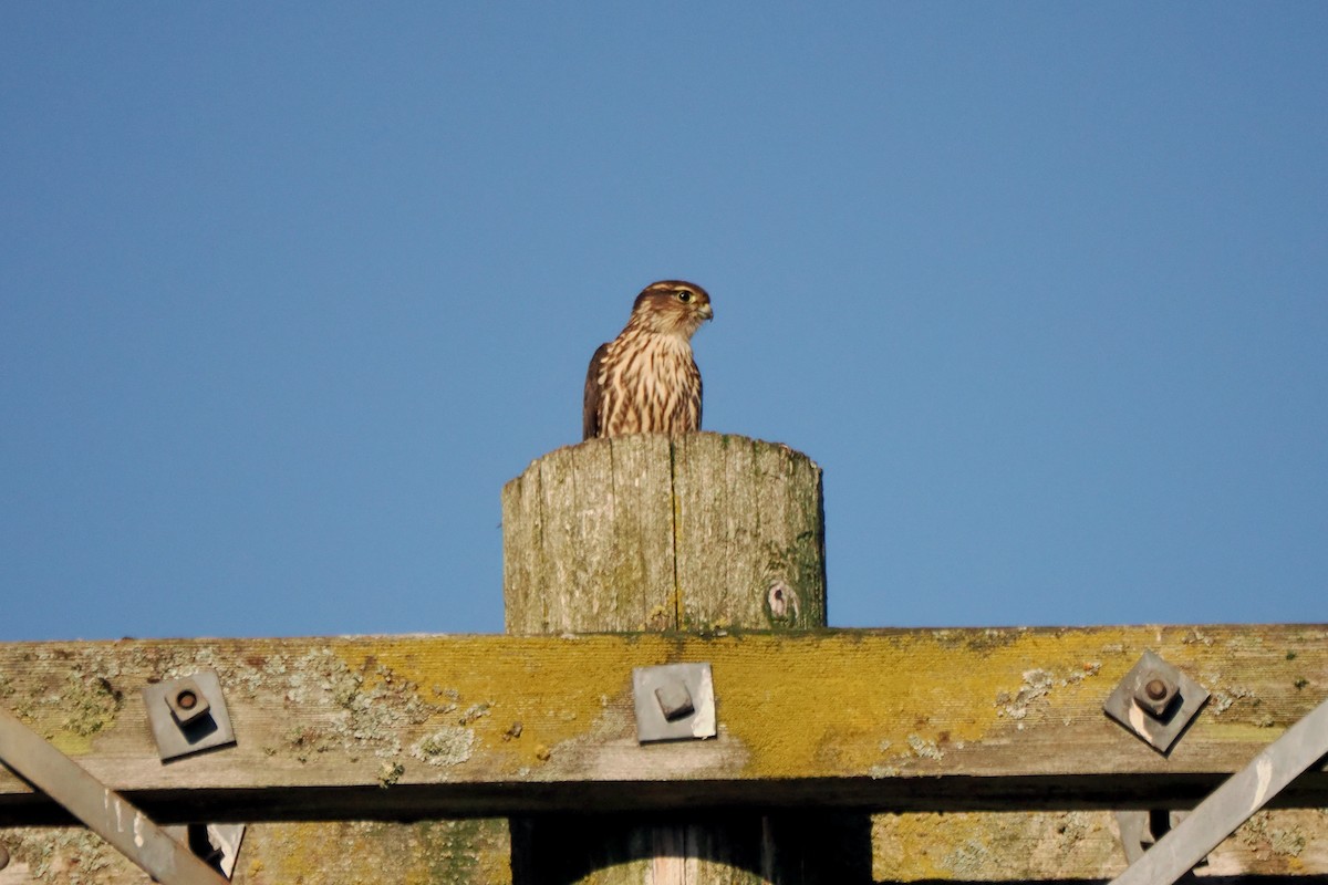 dřemlík tundrový (ssp. columbarius) - ML623654884