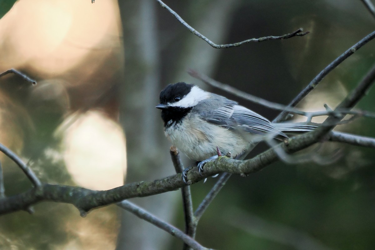 Black-capped Chickadee - ML623654888