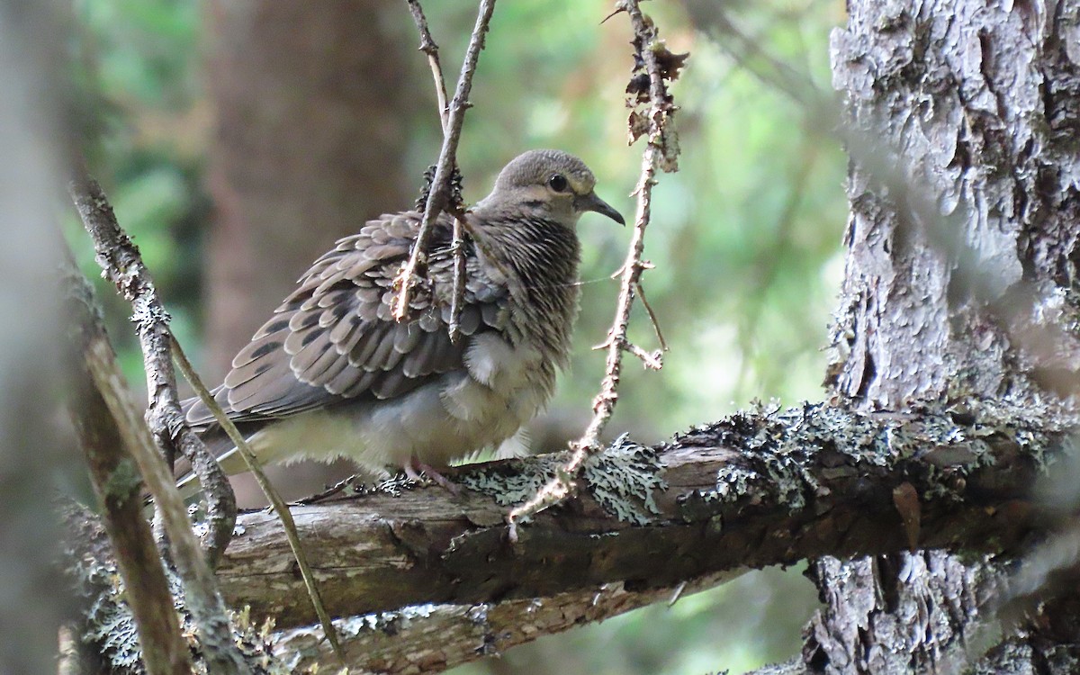 Mourning Dove - ML623654897