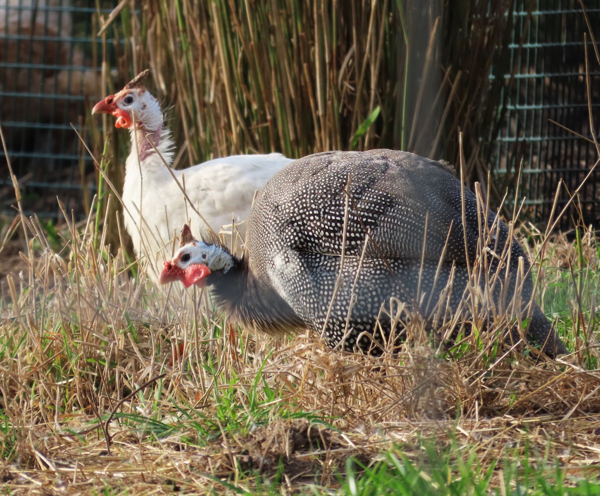 Helmeted Guineafowl (Domestic type) - ML623654949