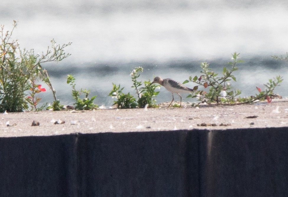 Buff-breasted Sandpiper - ML623654953