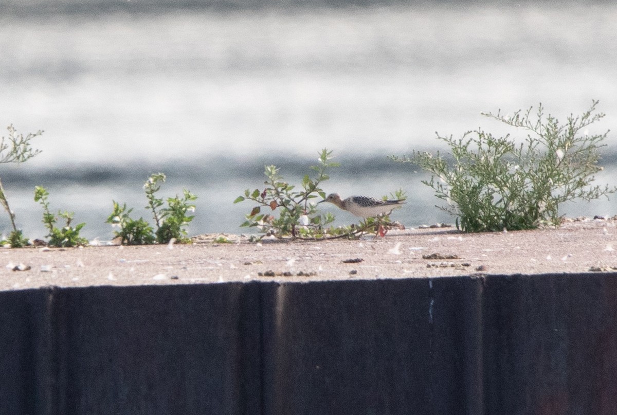 Buff-breasted Sandpiper - ML623654954