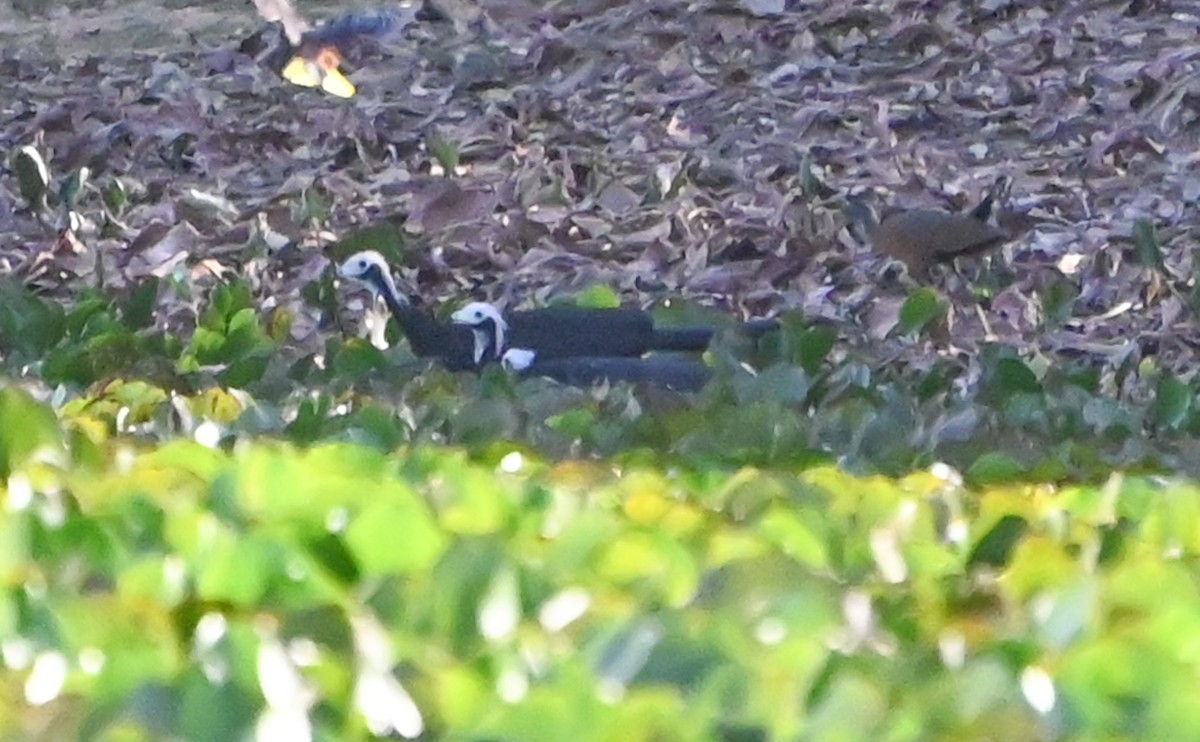 White-throated Piping-Guan - ML623654959