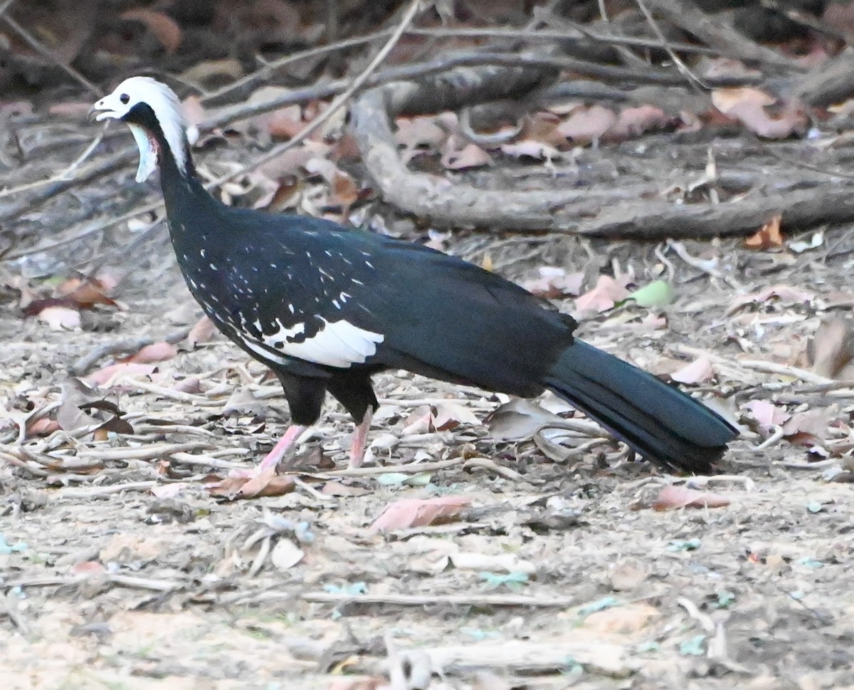 White-throated Piping-Guan - ML623654960