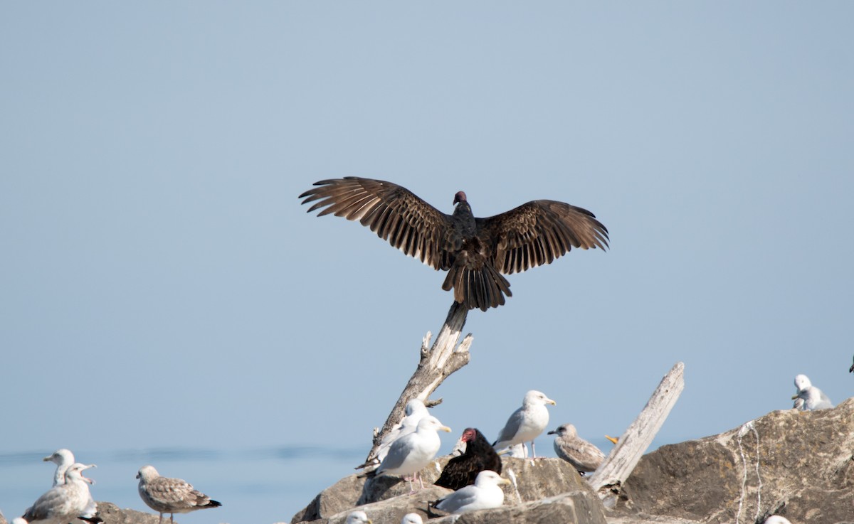 Turkey Vulture - ML623654962