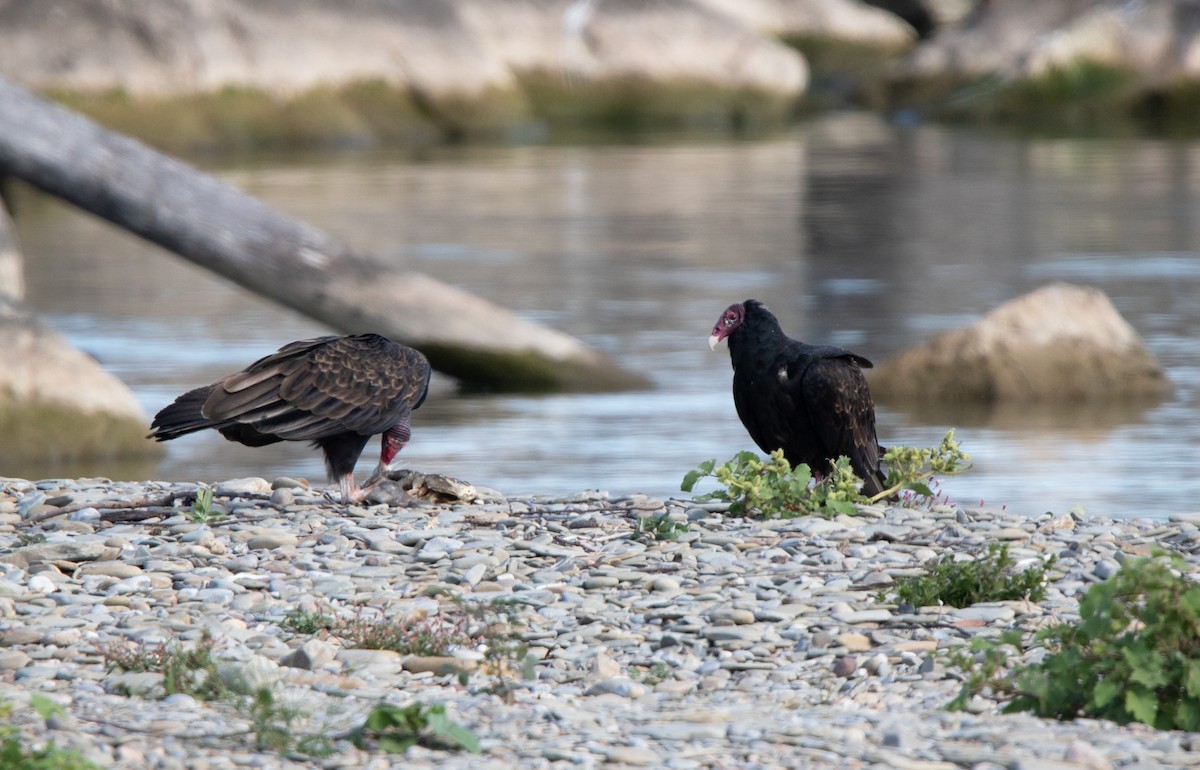 Turkey Vulture - ML623654963