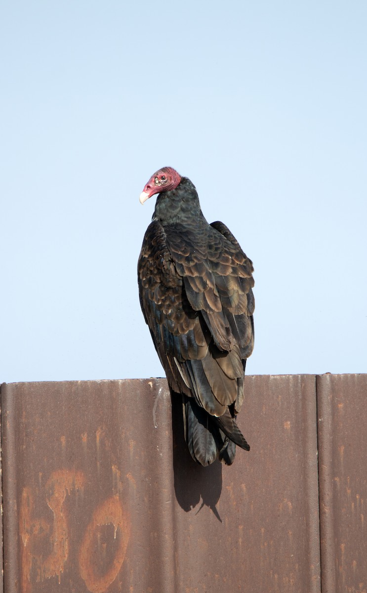 Turkey Vulture - ML623654964