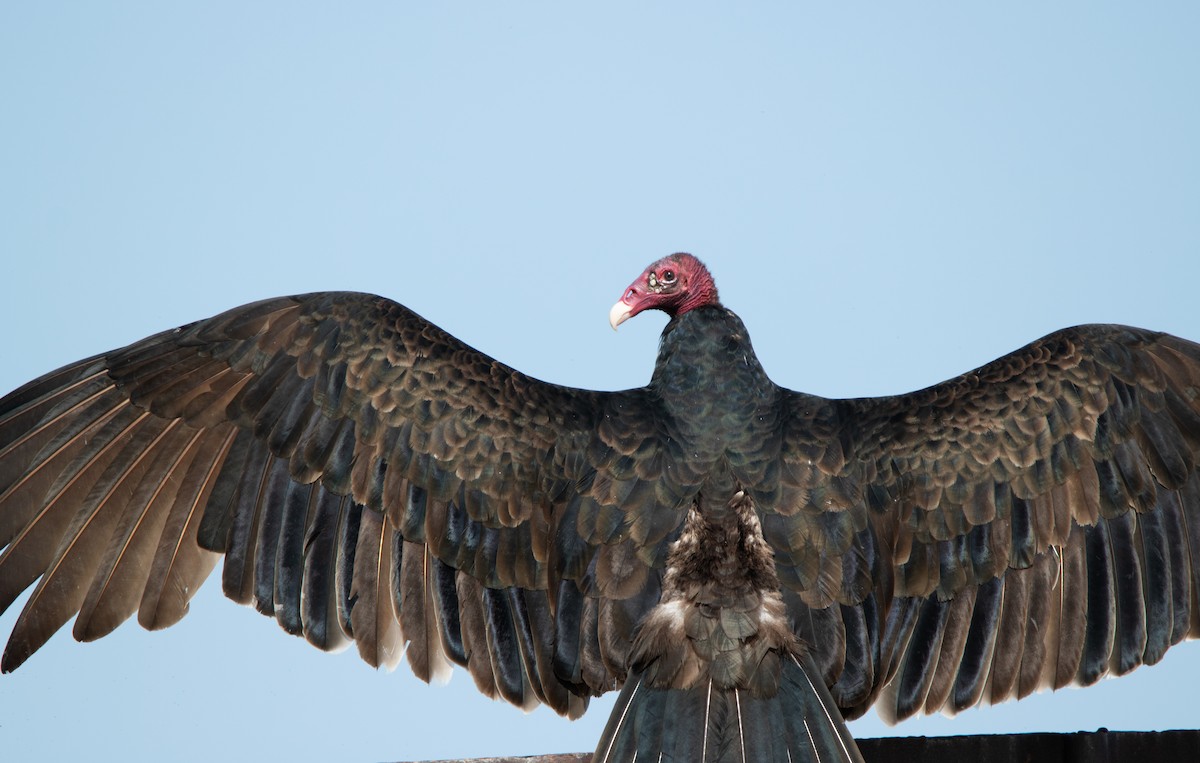 Turkey Vulture - ML623654965