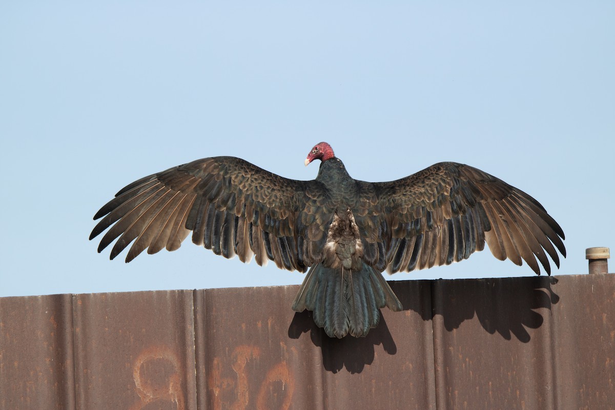 Turkey Vulture - ML623654966