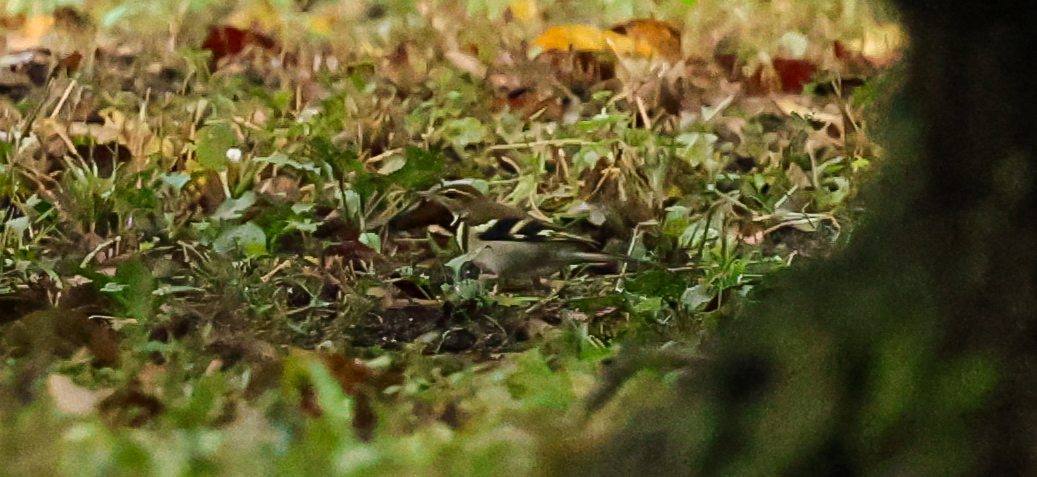 Bergeronnette de forêt - ML623654970