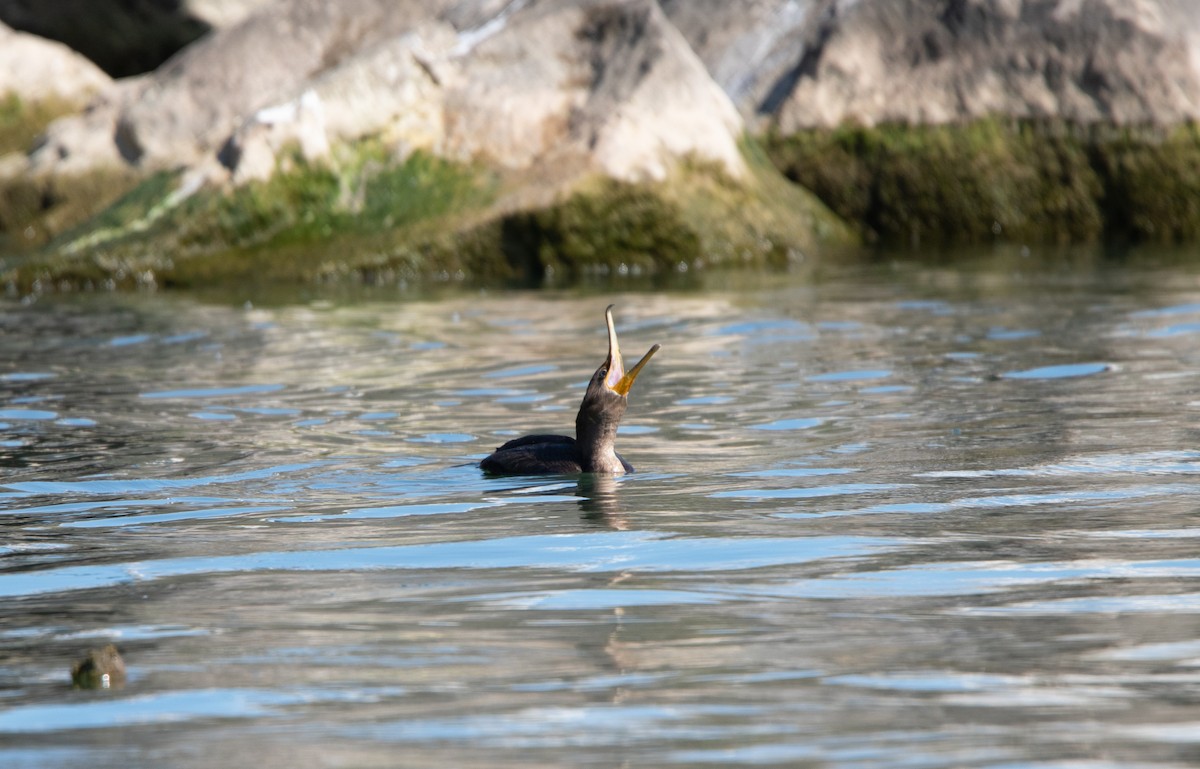 Double-crested Cormorant - ML623654972