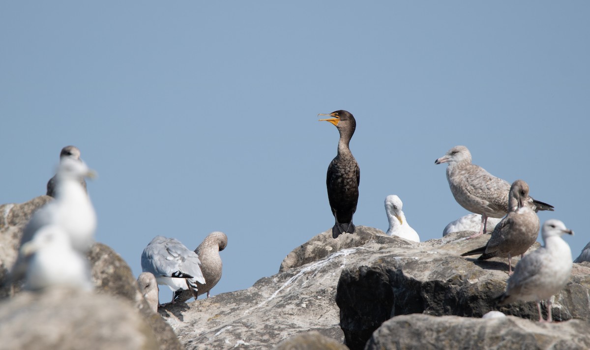 Double-crested Cormorant - ML623654973