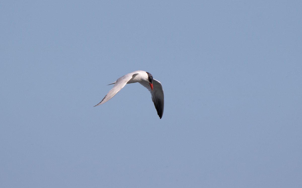 Caspian Tern - ML623654979