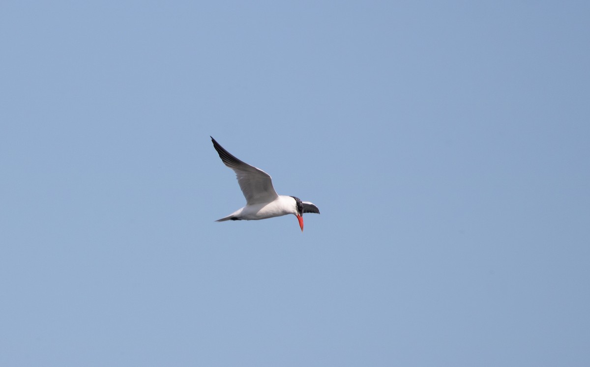 Caspian Tern - ML623654980