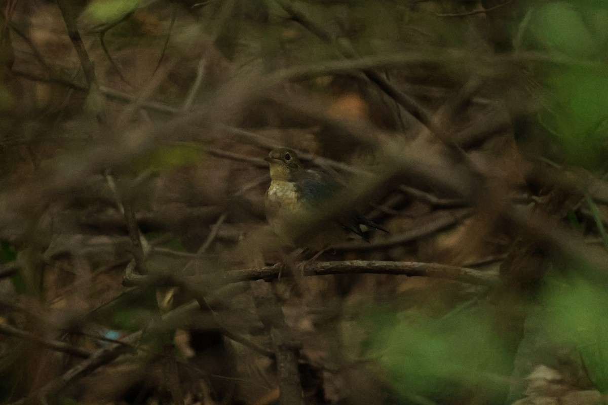 Siberian Blue Robin - ML623655023